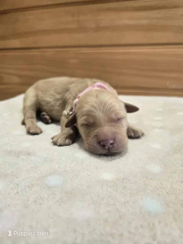 Tilly – Golden Retriever puppy for sale in Williamstown, KY