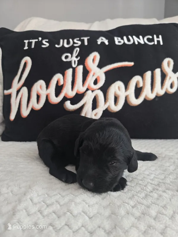 Ziggy – Labradoodle puppy for sale in Williamstown, KY