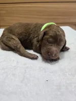 Millie, a female Labradoodle for sale in Williamstown, KY – Photo 4 of 4