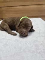 Millie, a female Labradoodle for sale in Williamstown, KY – Photo 1 of 4