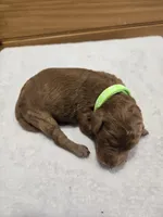 Millie, a female Labradoodle for sale in Williamstown, KY – Photo 3 of 4