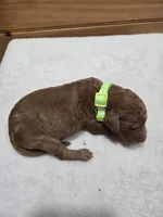 Millie, a female Labradoodle for sale in Williamstown, KY – Photo 2 of 4