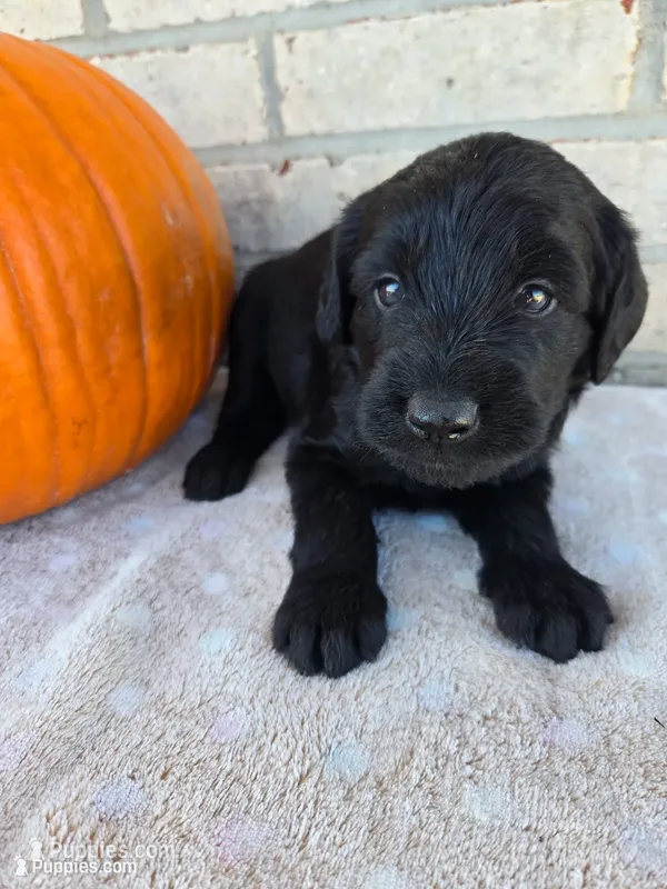 Rocky – Labradoodle puppy for sale in Williamstown, KY