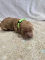 Pumpkin, a male Goldendoodle for sale in Williamstown, KY – 2 of 5