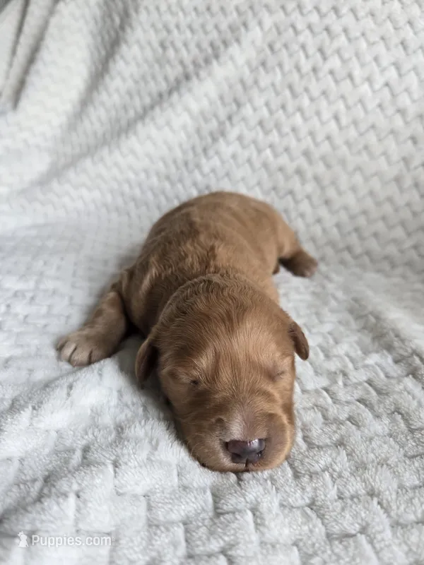 Lucy – Goldendoodle puppy for sale in Williamstown, KY