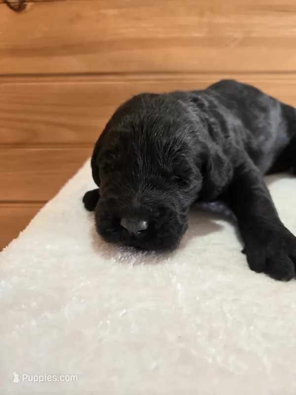 Ember – Goldendoodle puppy for sale in Williamstown, KY