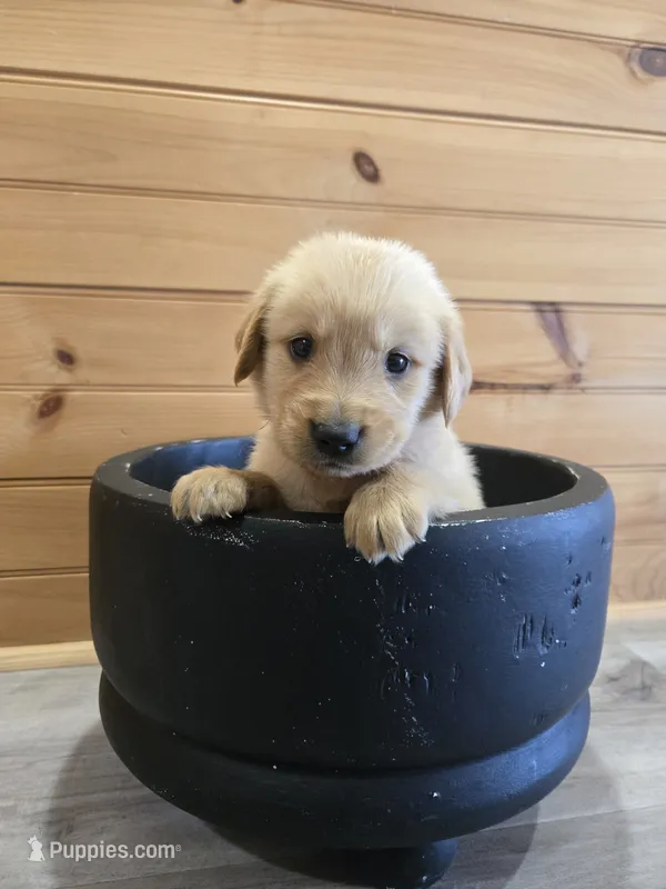 Boomer – Golden Retriever puppy for sale in Williamstown, KY