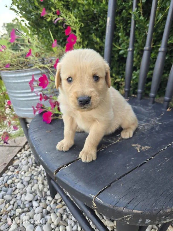 Boomer – Golden Retriever puppy for sale in Williamstown, KY