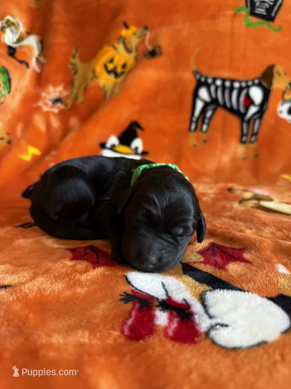 Jasper – Labradoodle puppy for sale in Williamstown, KY