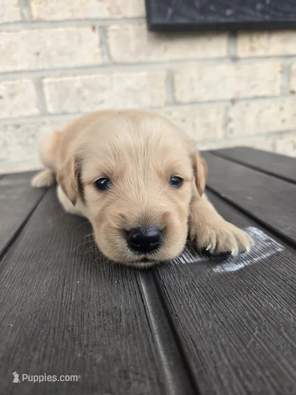 Peanut – Golden Retriever puppy for sale in Williamstown, KY