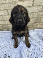 Hershey , a male Labradoodle for sale in Williamstown, KY – Photo 2 of 4