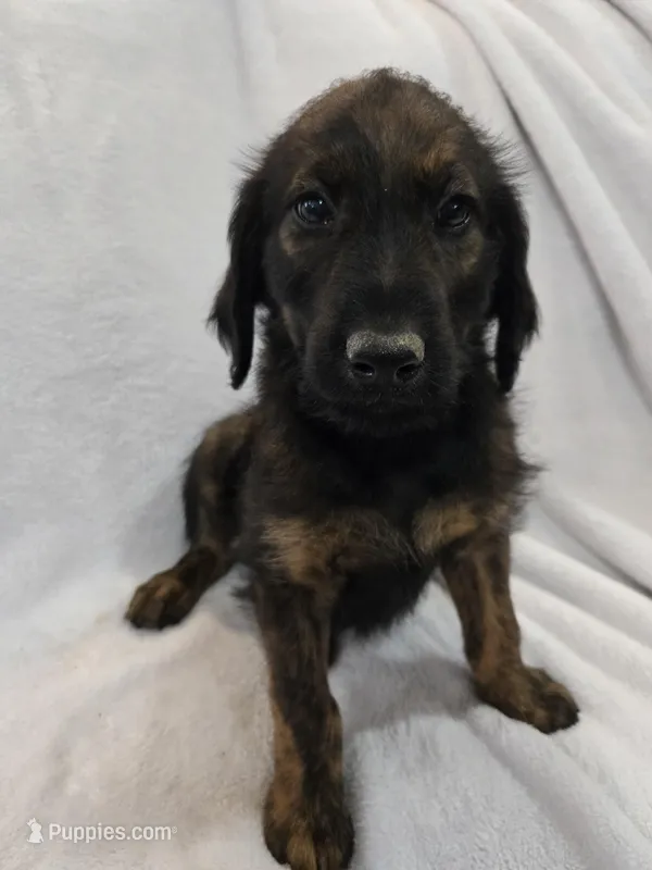 Hershey  – Labradoodle puppy for sale in Williamstown, KY