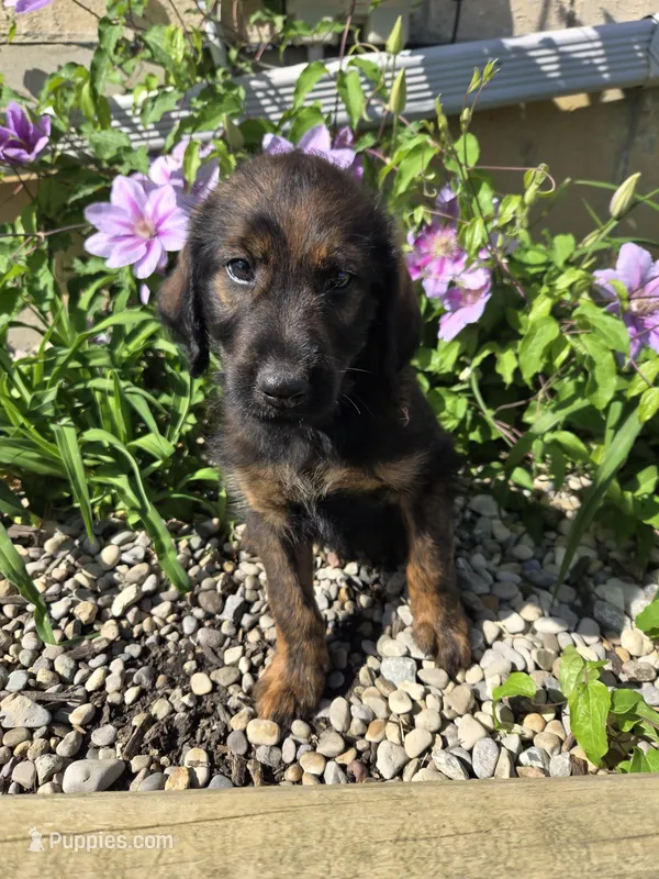 Hershey  – Labradoodle puppy for sale in Williamstown, KY