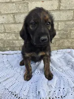 Hershey , a male Labradoodle for sale in Williamstown, KY – Photo 3 of 4