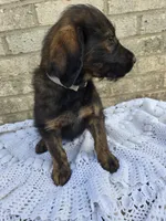Hershey , a male Labradoodle for sale in Williamstown, KY – Photo 4 of 4