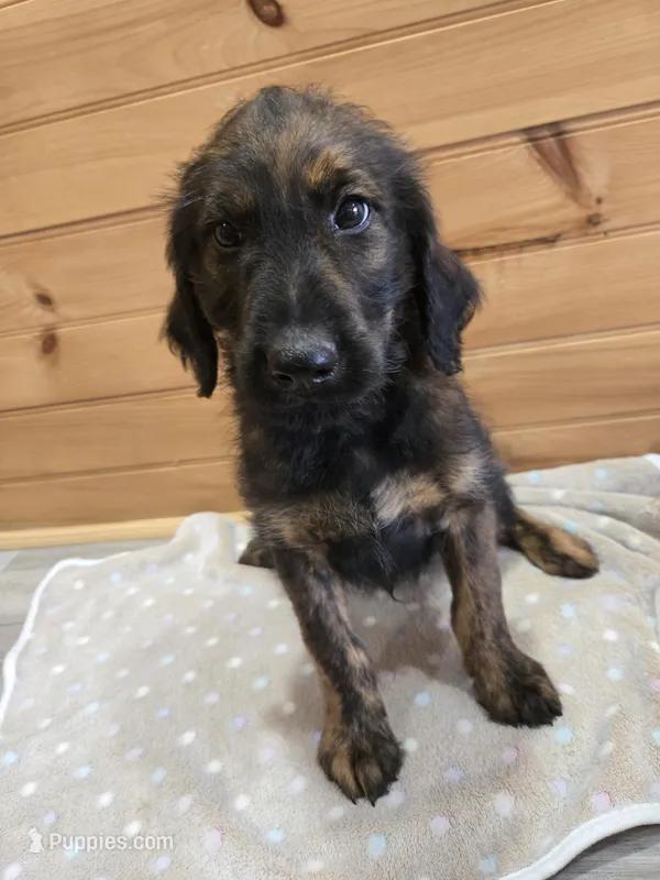 Hershey  – Labradoodle puppy for sale in Williamstown, KY