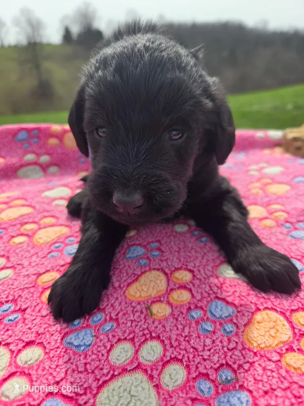 Lucy – Labradoodle puppy for sale in Williamstown, KY