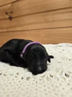 Lucy, a female Labradoodle for sale in Williamstown, KY – Photo 3 of 5