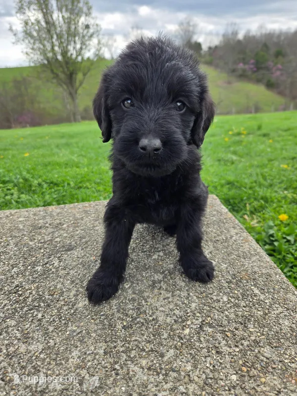 Lucy – Labradoodle puppy for sale in Williamstown, KY