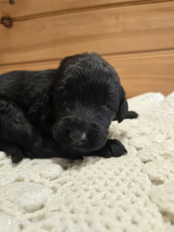 Lucy – Labradoodle puppy for sale in Williamstown, KY