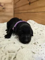 Lucy, a female Labradoodle for sale in Williamstown, KY – Photo 2 of 5