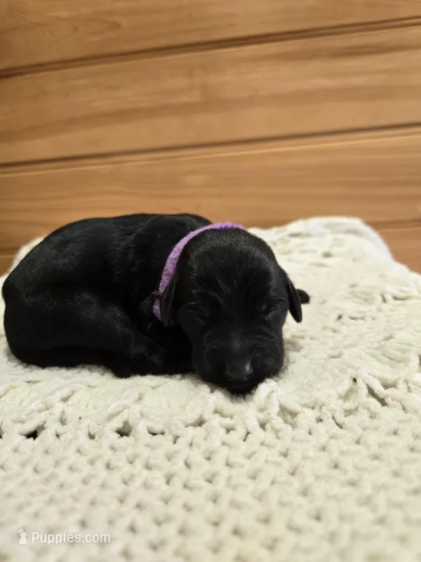 Lucy, a female Labradoodle for sale in Williamstown, KY – Photo 1 of 5