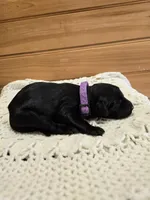 Lucy, a female Labradoodle for sale in Williamstown, KY – Photo 4 of 5