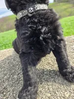 Bentley, a male Labradoodle for sale in Williamstown, KY – Photo 3 of 5