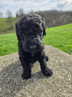 Bentley, a male Labradoodle for sale in Williamstown, KY – Photo 1 of 5