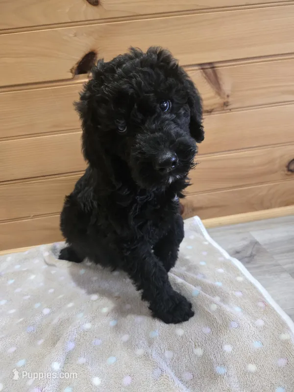 Bentley – Labradoodle puppy for sale in Williamstown, KY
