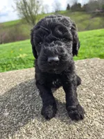 Bentley, a male Labradoodle for sale in Williamstown, KY – Photo 2 of 5