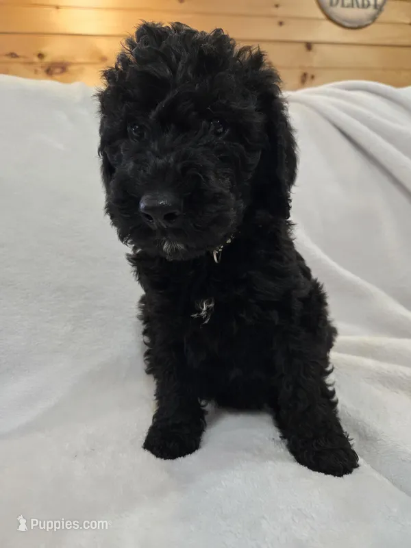 Bentley – Labradoodle puppy for sale in Williamstown, KY