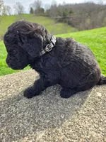 Bentley, a male Labradoodle for sale in Williamstown, KY – Photo 5 of 5