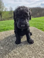 Bentley, a male Labradoodle for sale in Williamstown, KY – Photo 4 of 5