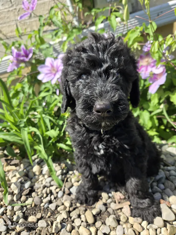 Bentley – Labradoodle puppy for sale in Williamstown, KY