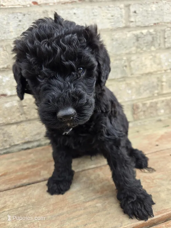 Bentley – Labradoodle puppy for sale in Williamstown, KY