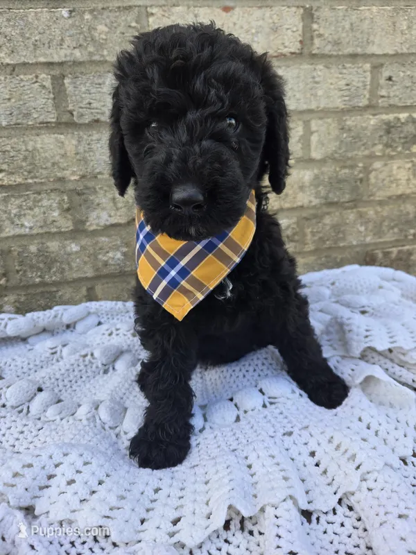 Bentley – Labradoodle puppy for sale in Williamstown, KY