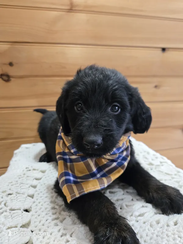 Koda – Labradoodle puppy for sale in Williamstown, KY