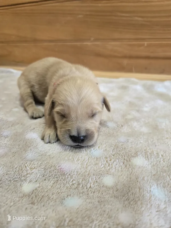 Boomer – Golden Retriever puppy for sale in Williamstown, KY