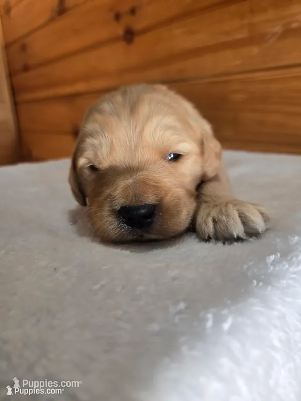 Butterscotch  – Goldendoodle puppy for sale in Williamstown, KY