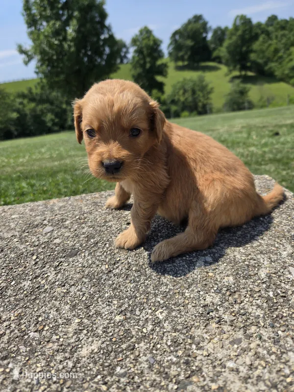 Avery – Golden Retriever puppy for sale in Williamstown, KY