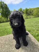 Ivy, a female Labradoodle for sale in Williamstown, KY – 2 of 5