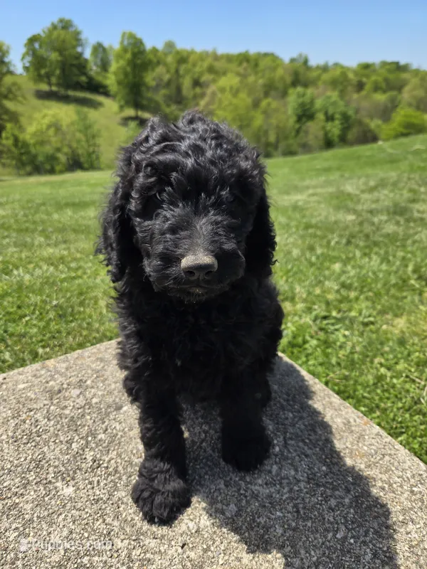 Remi, a female Labradoodle for sale in Williamstown, KY – 1 of 2