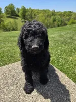 Remi, a female Labradoodle for sale in Williamstown, KY – 1 of 2