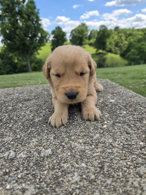 Reggie – Golden Retriever puppy for sale in Williamstown, KY