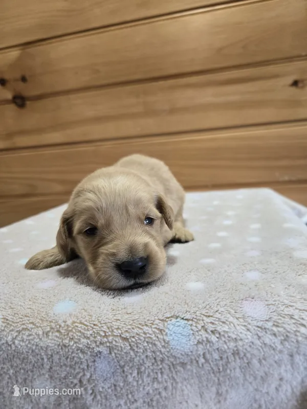 Bear – Golden Retriever puppy for sale in Williamstown, KY