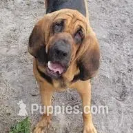 Ruby, a female Bloodhound for sale in New Port Richey, FL – Photo 3 of 4