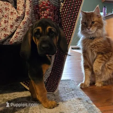 Ruby, a female Bloodhound for sale in New Port Richey, FL – Photo 4 of 4