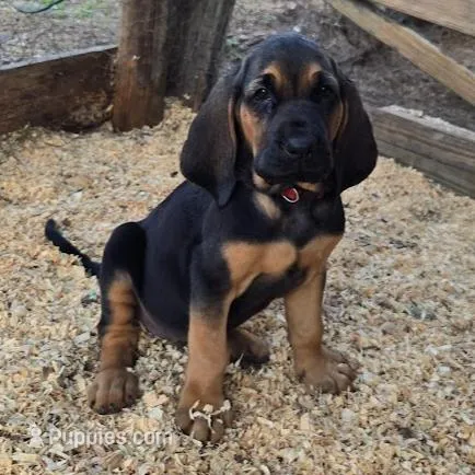Ruby – Bloodhound puppy for sale in New Port Richey, FL