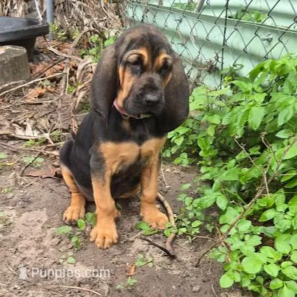 Ruby, a female Bloodhound for sale in New Port Richey, FL – Photo 2 of 4